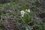 Primula amoena. Цветущее растение. Кавказский биосферный запов., плато Лагонаки, хр. Каменное Море, 250 м к югу от ретранслятора, край большого карстового провала, луг. 7 мая 2025 г.
