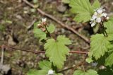 View full-size image Rubus crataegifolius