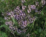 Thymus mongolicus