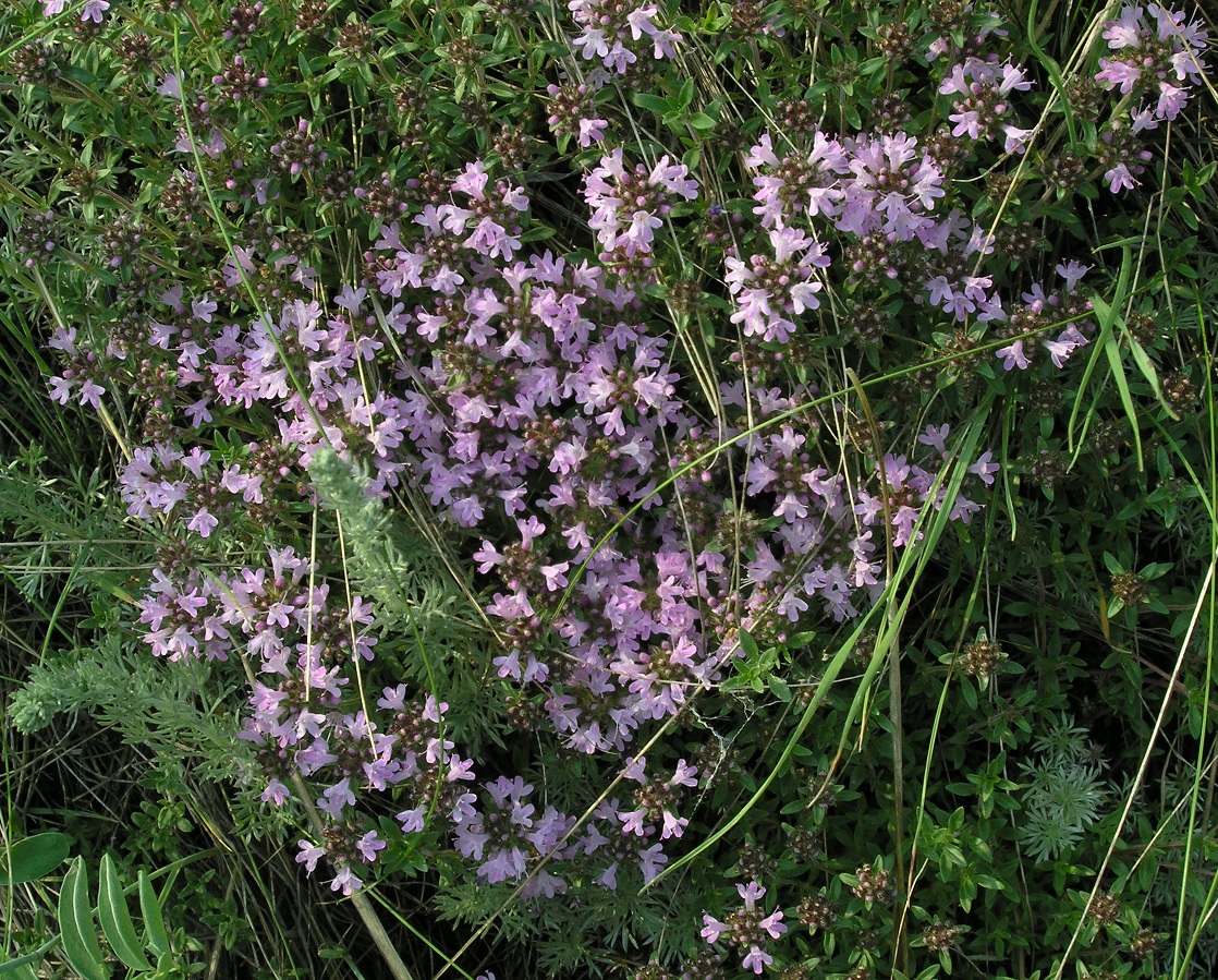 Image of Thymus mongolicus specimen.