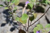 unknown species. Листья и бутоны. Грузия, край Самцхе-Джавахети, окраина с. Тмогви, окр. южного берега оз. Цунда, горная степь, каменистый грунт. 8 июня 2026 г.