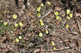 Andryala integrifolia