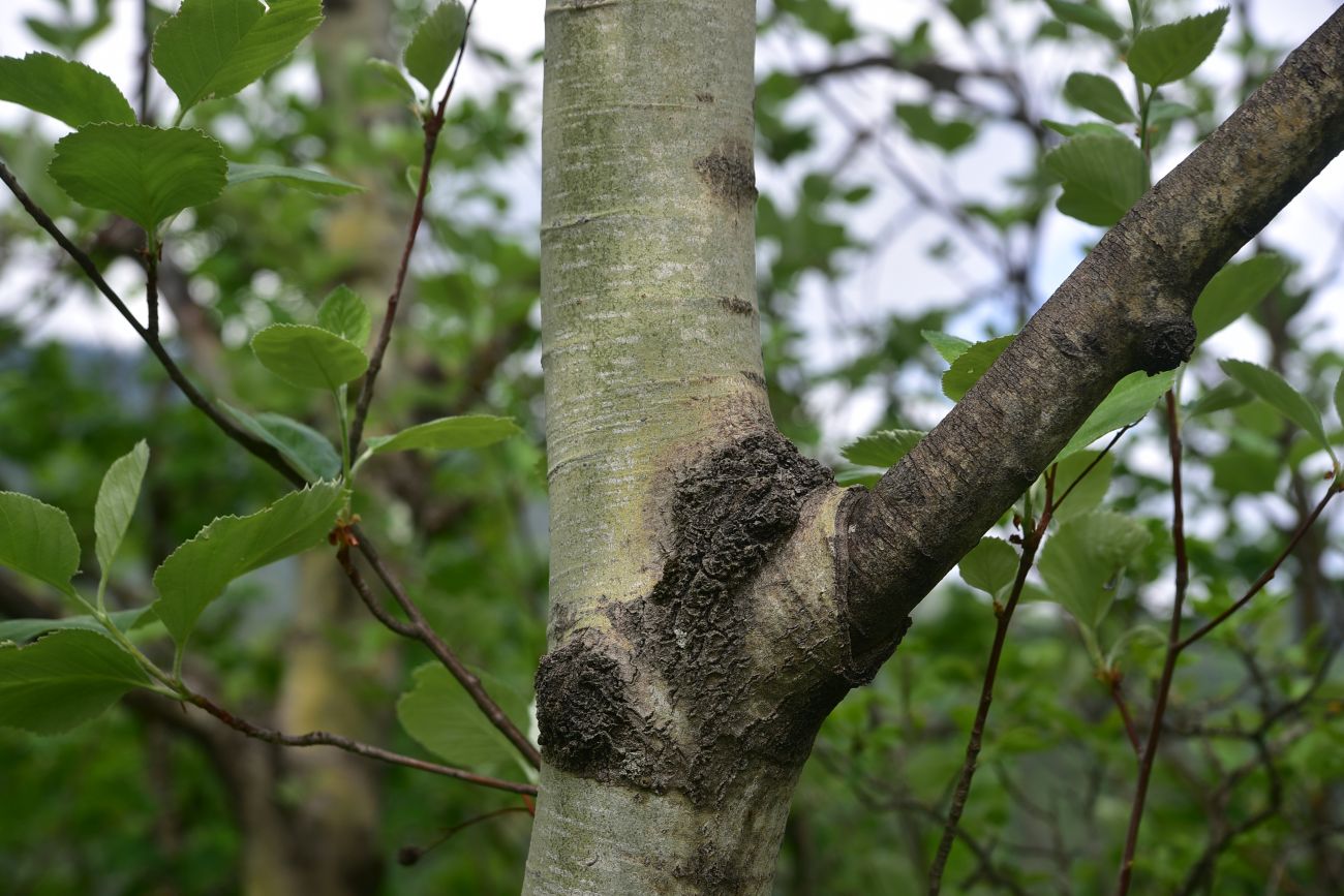 Image of Populus tremula specimen.