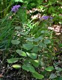 Pericallis aurita