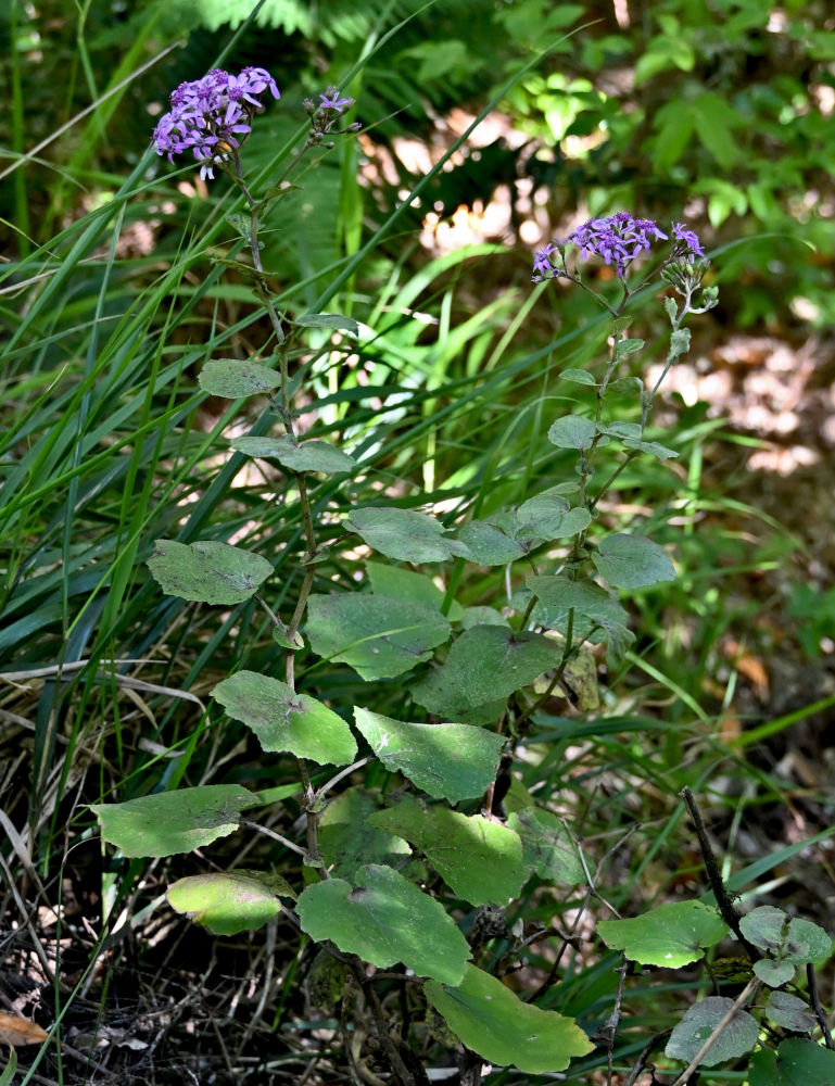 Изображение особи Pericallis aurita.