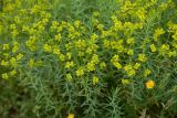 genus Euphorbia