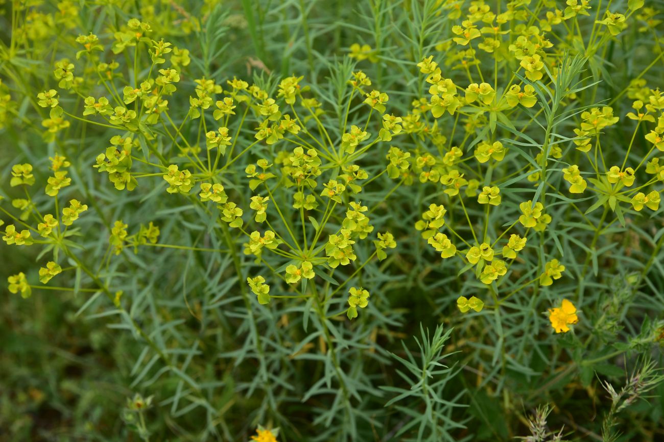 Image of genus Euphorbia specimen.