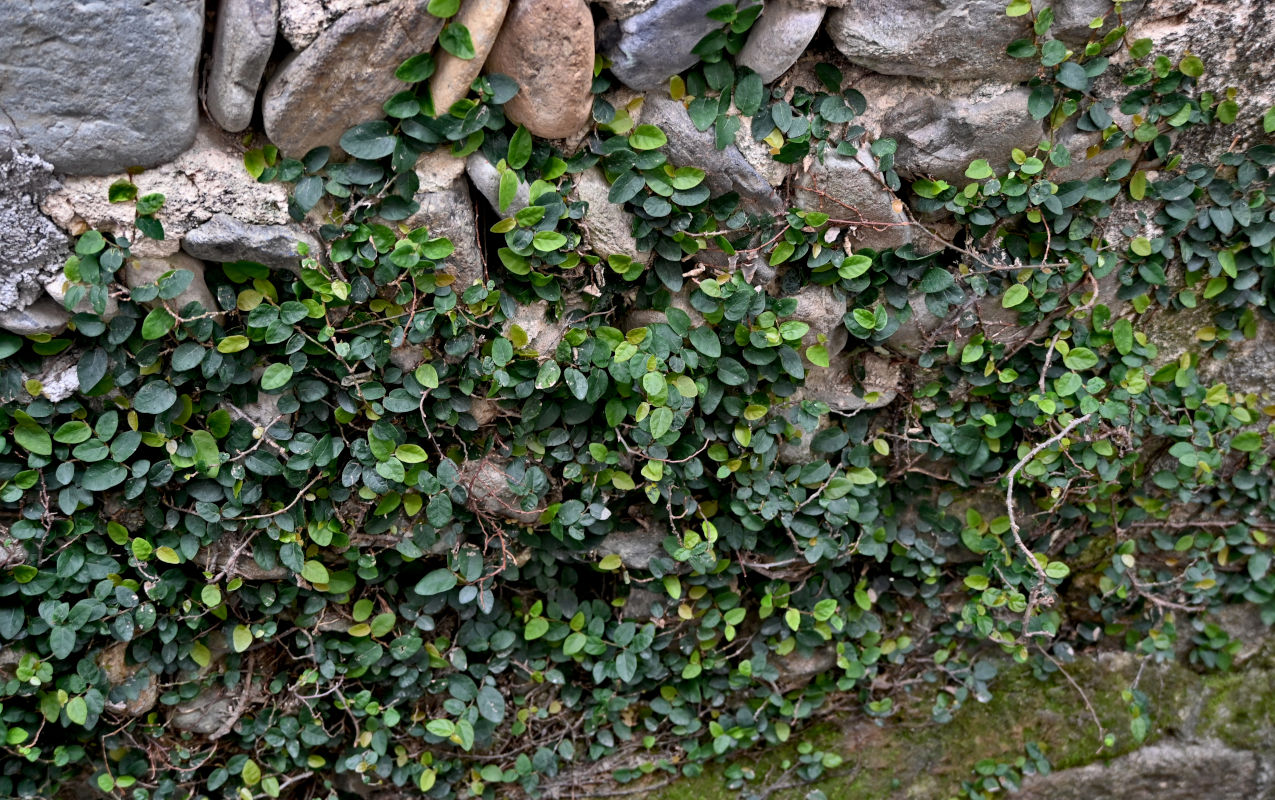 Image of Ficus pumila specimen.