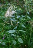 genus Galeopsis
