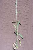 genus Centaurea. Часть сорванного побега. Армения, Арагацотнская обл., гора Арагац, край дубравы, переходящей в степь. 16.07.2022.
