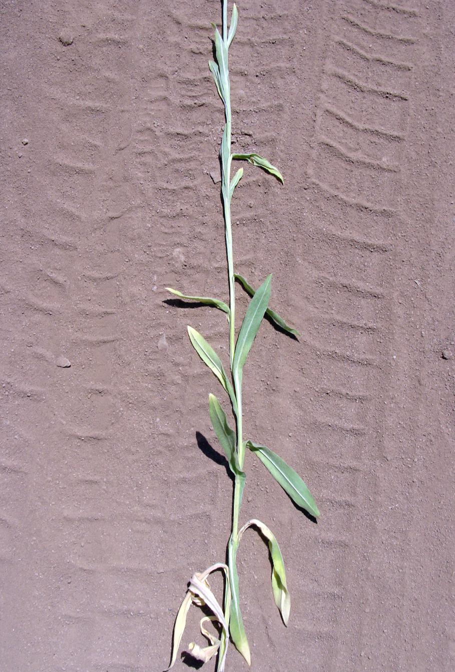Изображение особи род Centaurea.