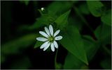 Stellaria nemorum. Цветок с формирующимся плодом. Московская обл., Раменский р-н, окр. дер. Хрипань, садовый участок. 08.09.2026.