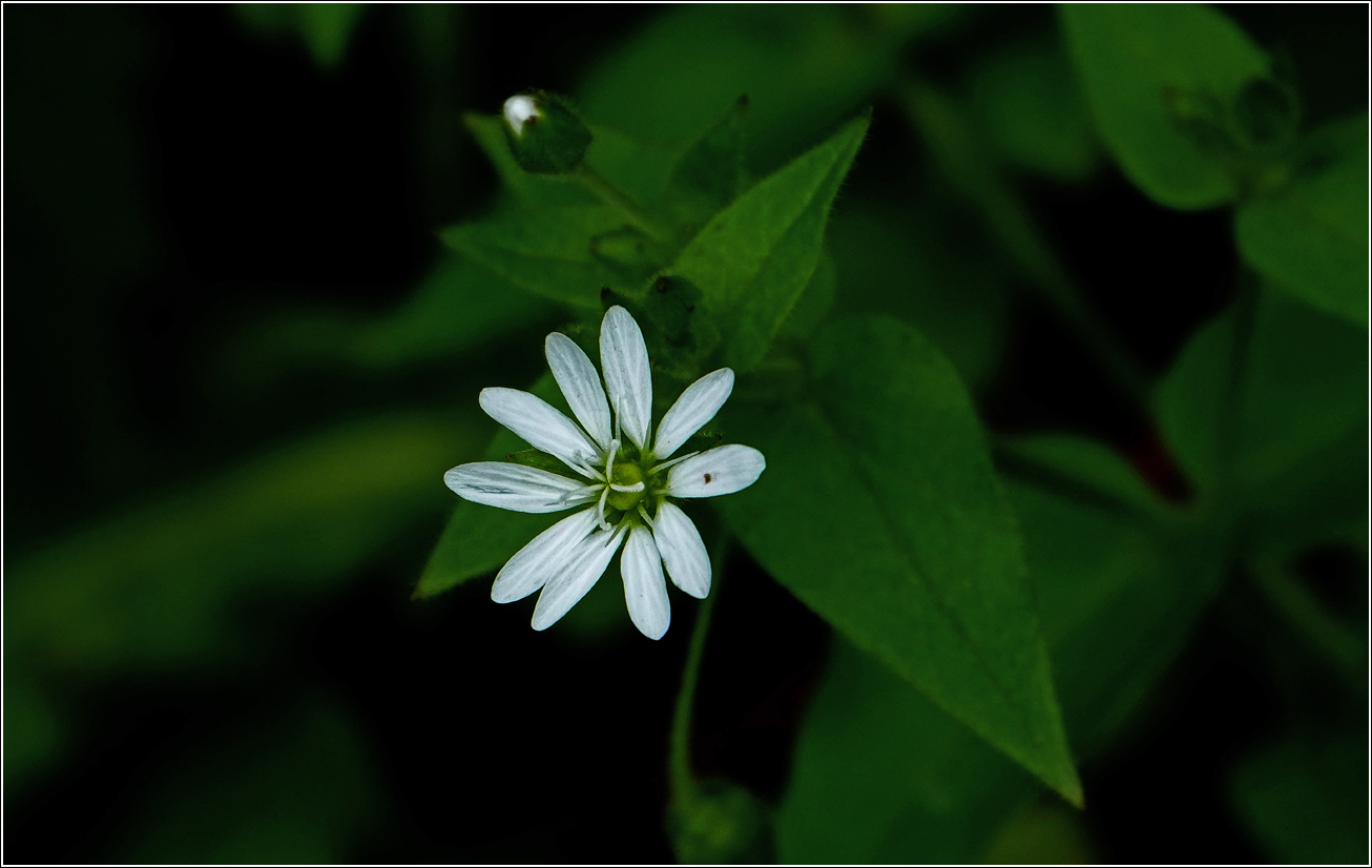 Image of Stellaria nemorum specimen.