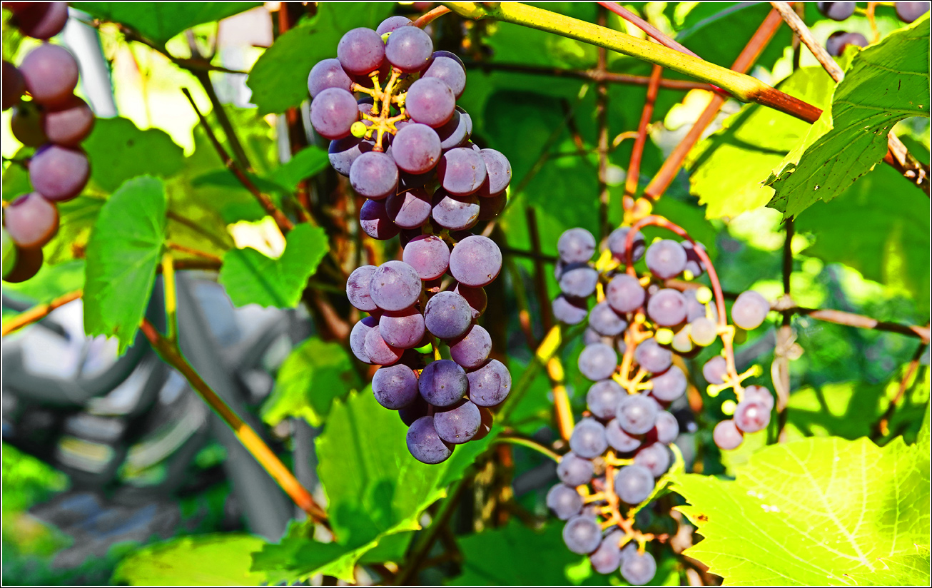 Image of Vitis × alexanderi specimen.