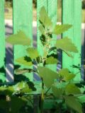 Chenopodium album. Верхушка растения. Республика Молдова, муниципалитет Кишинёв, г. Кодру, частная усадьба. 8 июня 2026 г.
