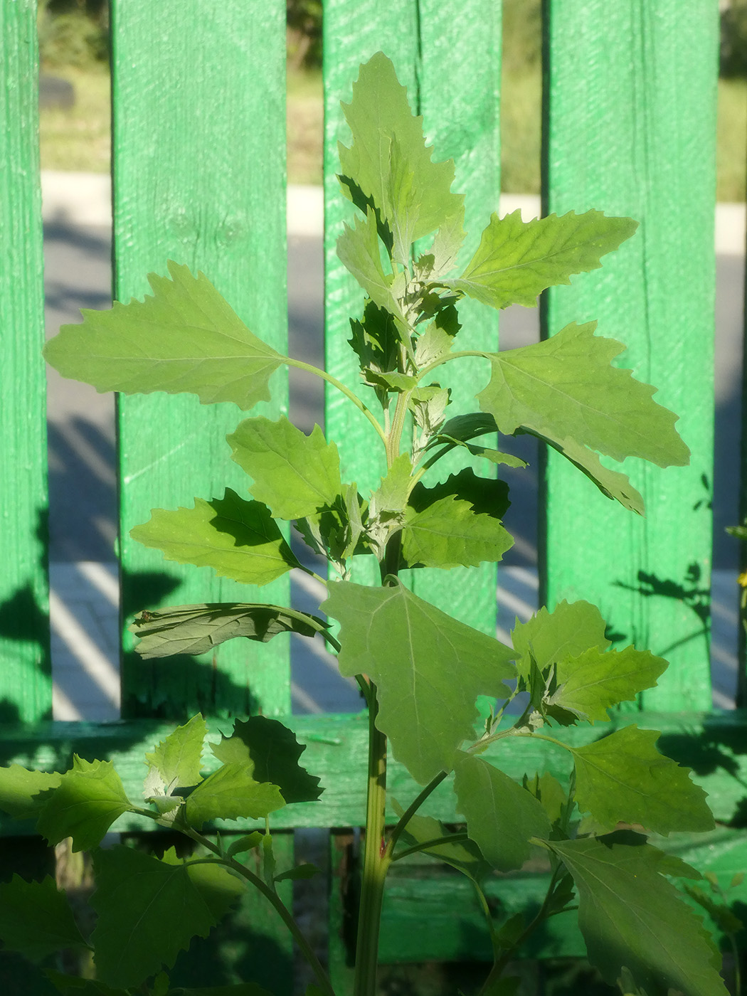Image of Chenopodium album specimen.