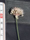 Allium oreodictyum