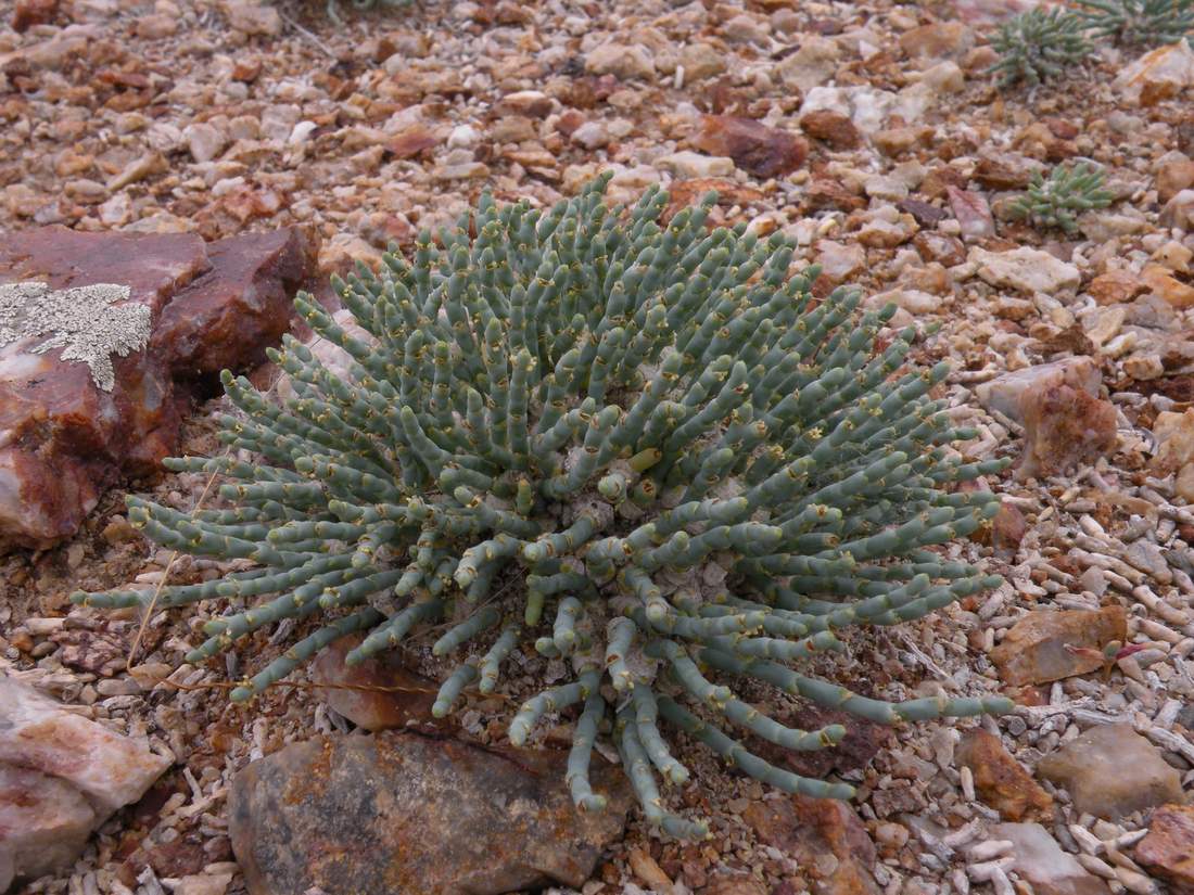 Image of Anabasis cretacea specimen.