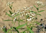 Achillea cartilaginea