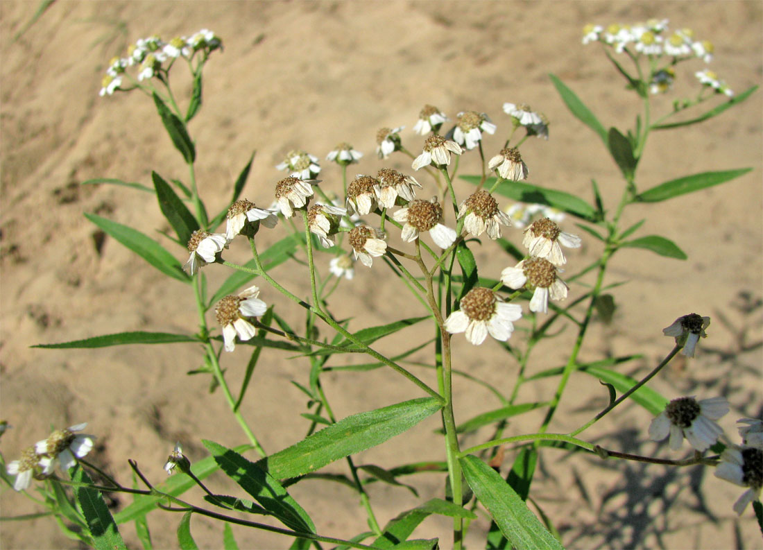 Изображение особи Achillea cartilaginea.