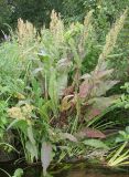 Rumex hydrolapathum