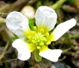 Ranunculus trichophyllus. Цветок. Ярославская обл., Мышкинский р-н, дер. Кокошилово, р. Ломиха. 08.06.2011.