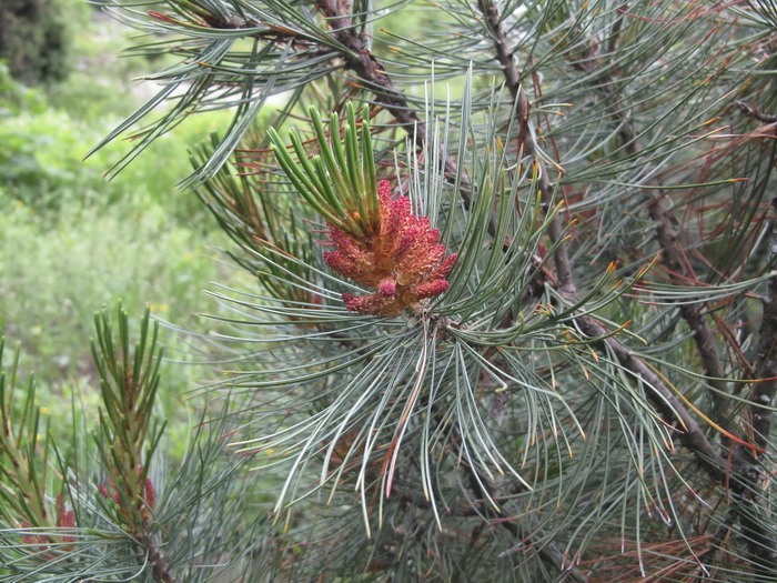 Image of Pinus pumila specimen.