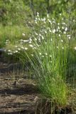 Eriophorum vaginatum