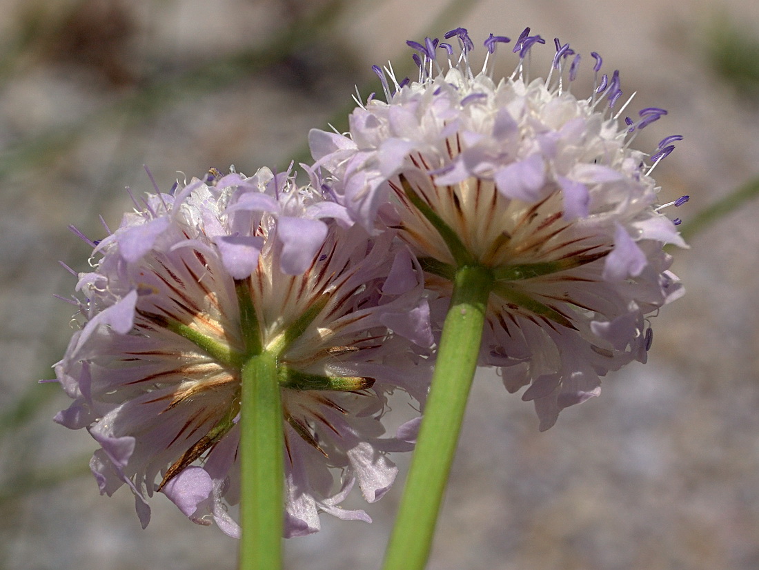 Image of Cephalaria transsylvanica specimen.