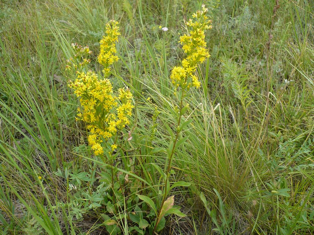 Image of Solidago virgaurea specimen.