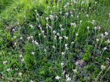 Antennaria dioica. Цветущие растения на горном лугу. Украина, Ивано-Франковская обл., Надворнянский р-н, природный заповедник \"Горганы\", Кливки. 17 июня 2011 г.