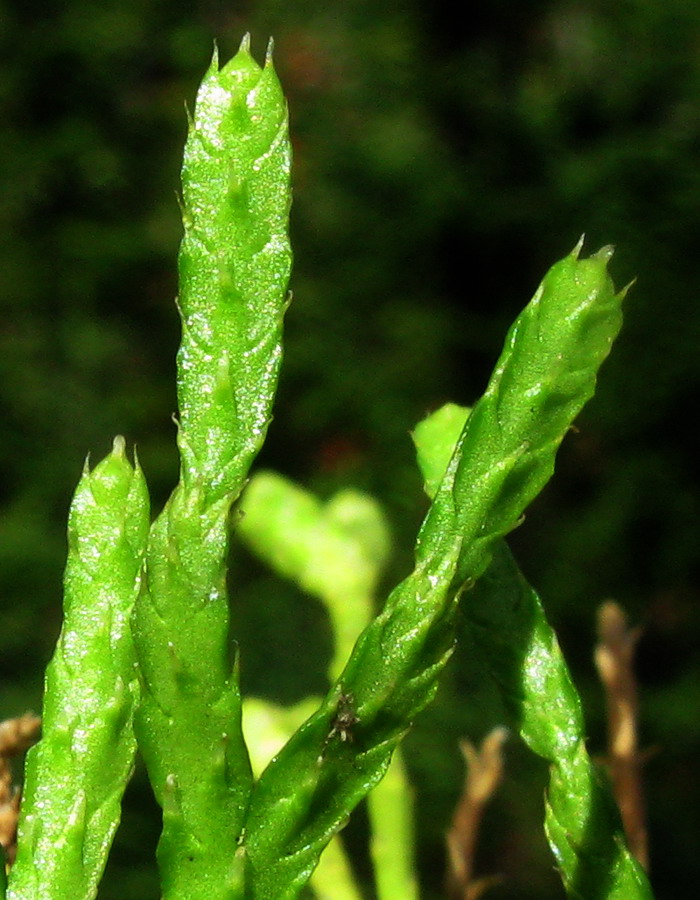 Image of Diphasiastrum complanatum ssp. hastulatum specimen.