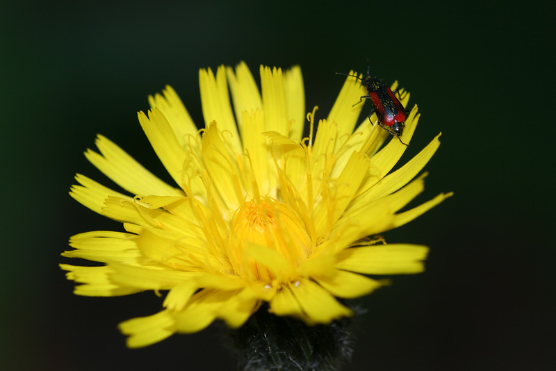 Изображение особи Trommsdorffia maculata.