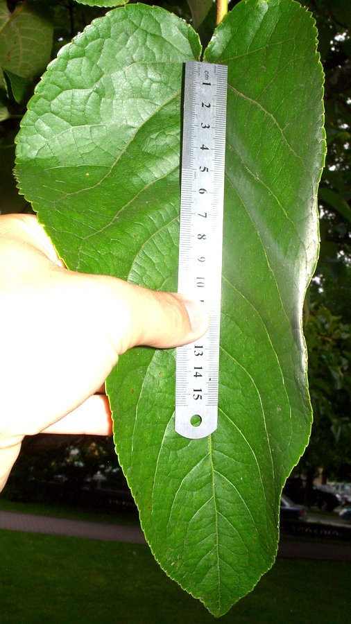 Image of Populus lasiocarpa specimen.