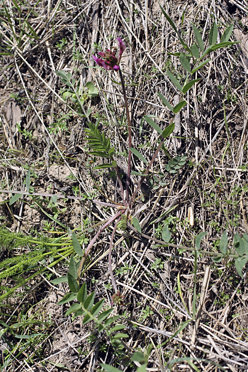 Image of genus Astragalus specimen.