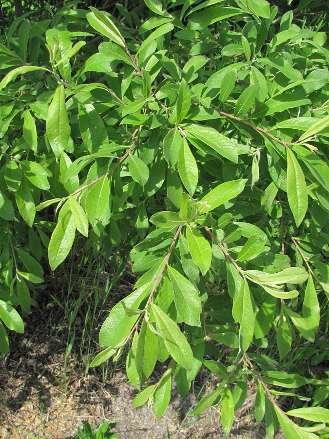 Image of Salix &times; laurina specimen.