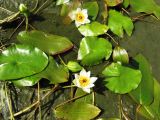 Nymphaea tetragona