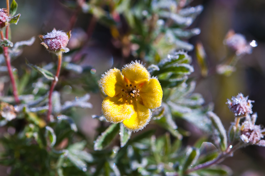 Image of Dasiphora fruticosa specimen.