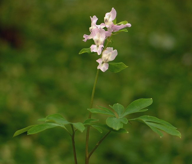 Изображение особи Corydalis marschalliana.