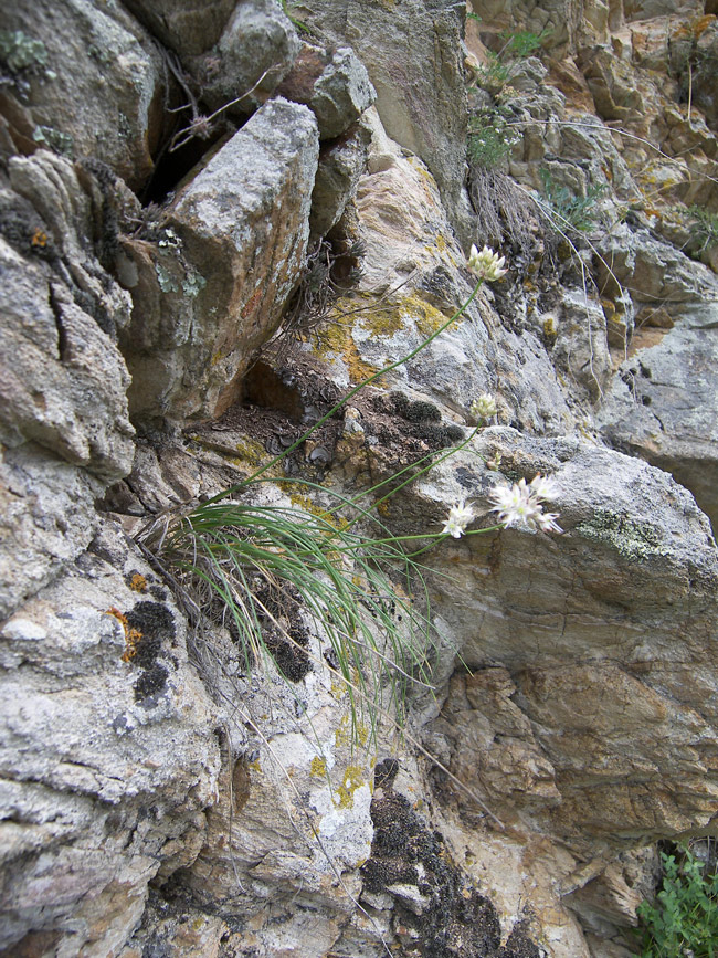 Image of Allium schistosum specimen.