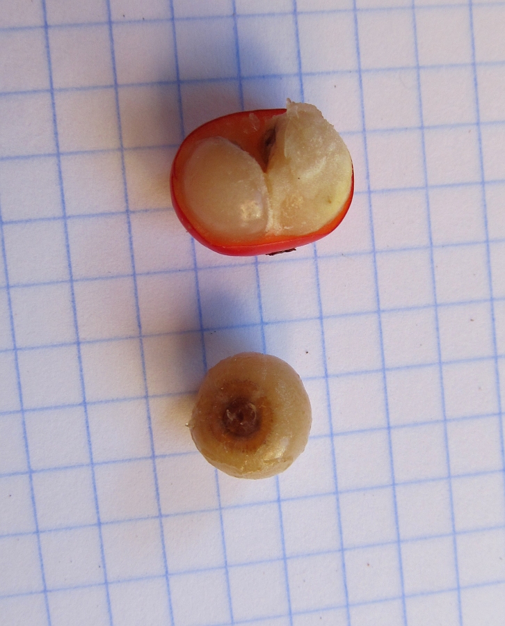 Image of Ruscus aculeatus specimen.