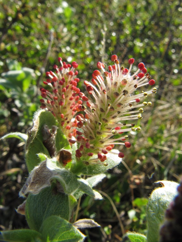 Image of Salix glauca specimen.