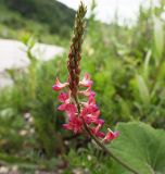 Onobrychis biebersteinii