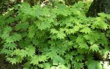 Acer pseudosieboldianum. Подрост. Приморье, Владивосток, Ботанический сад. 23.08.2009.