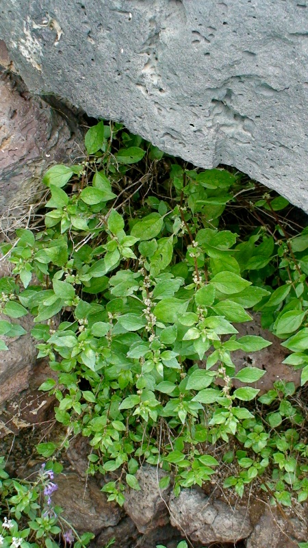 Image of Parietaria judaica specimen.