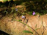 Campanula patula