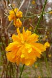 Kerria japonica var. pleniflora