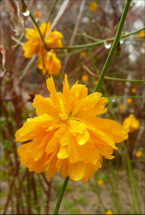 Image of Kerria japonica var. pleniflora specimen.