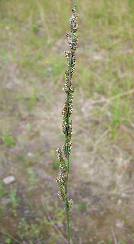 Image of Beckmannia eruciformis specimen.