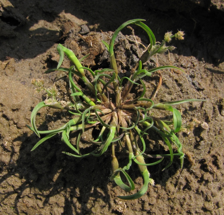 Изображение особи Coleanthus subtilis.